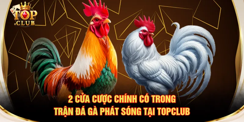 2 cửa cược chính có trong trận đá gà phát sóng tại TOPCLUB
